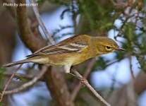 image of warbler