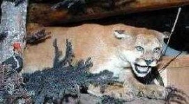 image of cougar_body