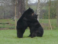 image of american_black_bear