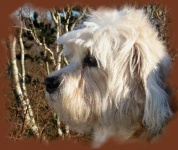 image of dandie_dinmont