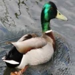 image of bird