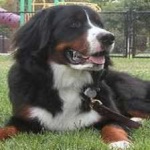 image of animal