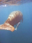 image of dugong