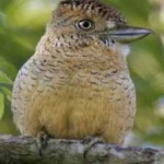 image of bird