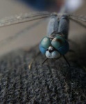 image of dragonfly