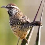 image of bird