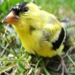 image of bird