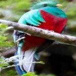 image of bird