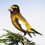 image of bird