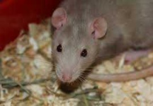 image of rat #5