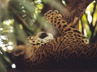 image of jaguar_car