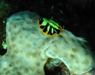image of flatworm