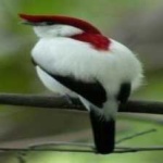 image of bird