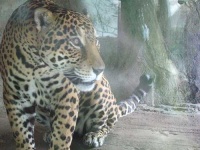 image of jaguar_car