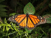 image of monarch