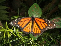 image of monarch #16