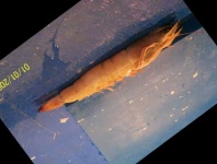 image of fish