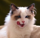 image of animal
