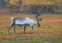 image of reindeer #49