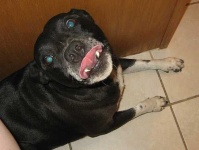 image of animal