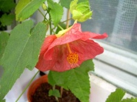 image of flower