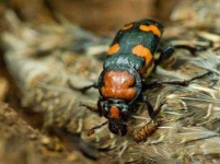 image of animal