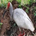 image of bird