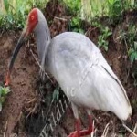 image of asian_crested_ibis #1