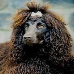 image of irish_spaniel #27