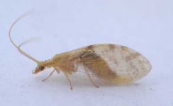 image of lacewing