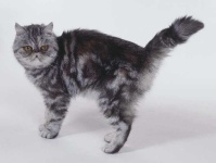 image of tabby