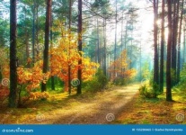 image of sunny