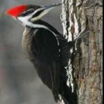 image of red_headed_woodpecker #9