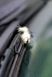 image of animal