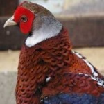 image of bird