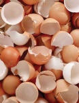 image of egg_shell #11