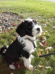 image of tibetan_terrier