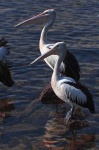 image of pelican