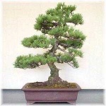 image of bonsai #15