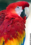 image of macaw