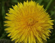 image of flower