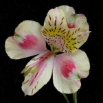 image of flower