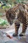 image of jaguar_car