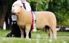 image of animal