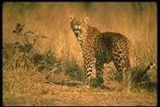 image of animal