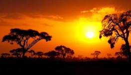 image of savanna