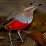 image of red_bellied_pitta #26