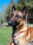 image of malinois