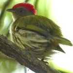 image of bird