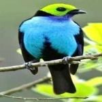 image of bird